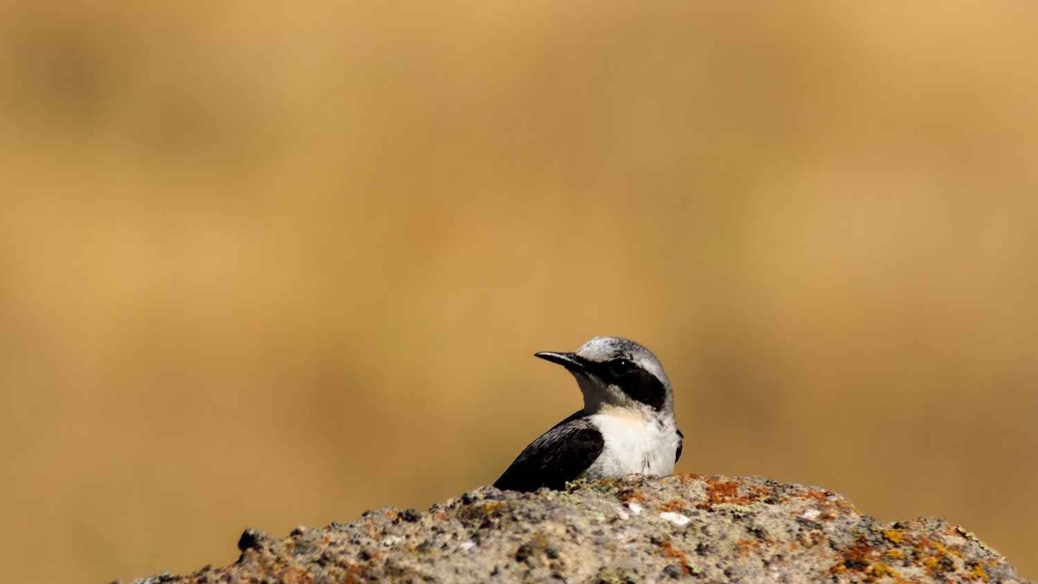 Black-eared Wheatear